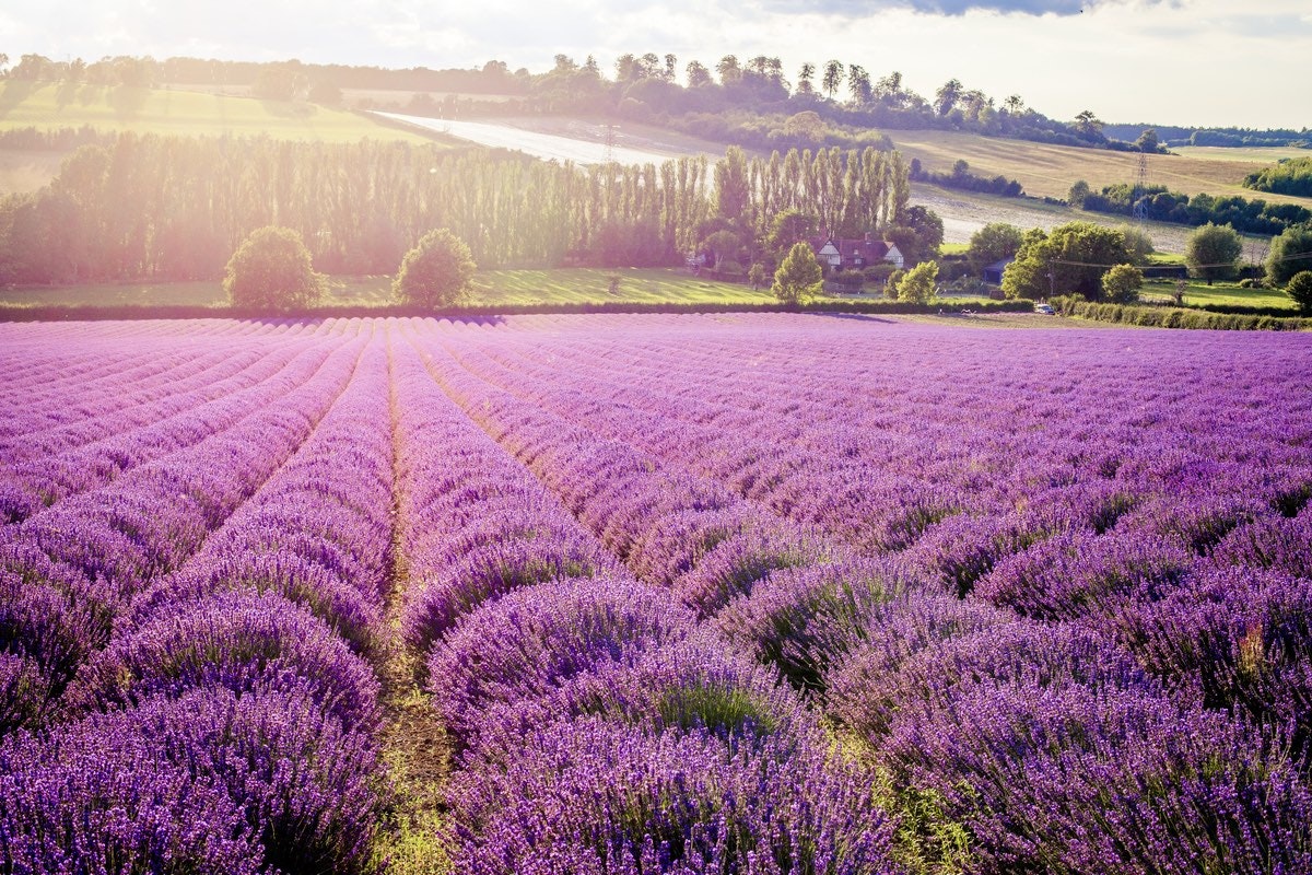 Travel News - Lavender Field