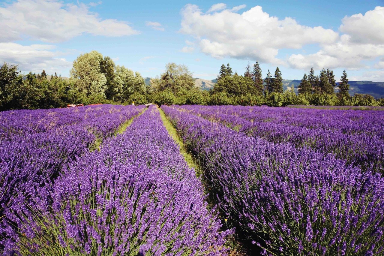 Travel News - Lavender Field in the Hood River Valley, Oregon