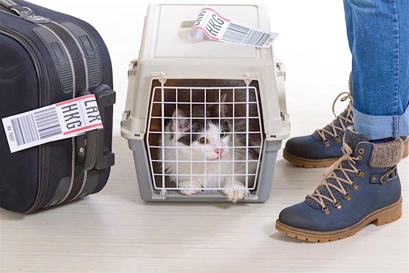 Travel News - Cat in carrier Cat in carrier