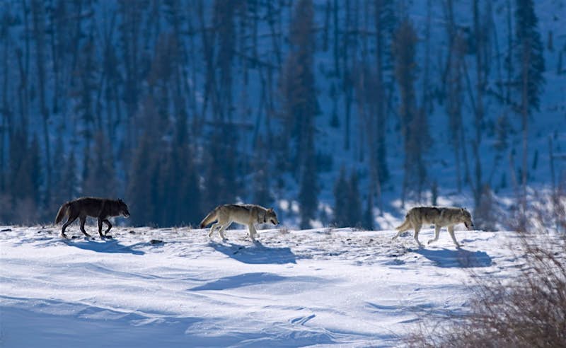 Travel News - Three Druid timber wolves on snow in Yellowstone Three Druid timber wolves on snow in Yellowstone