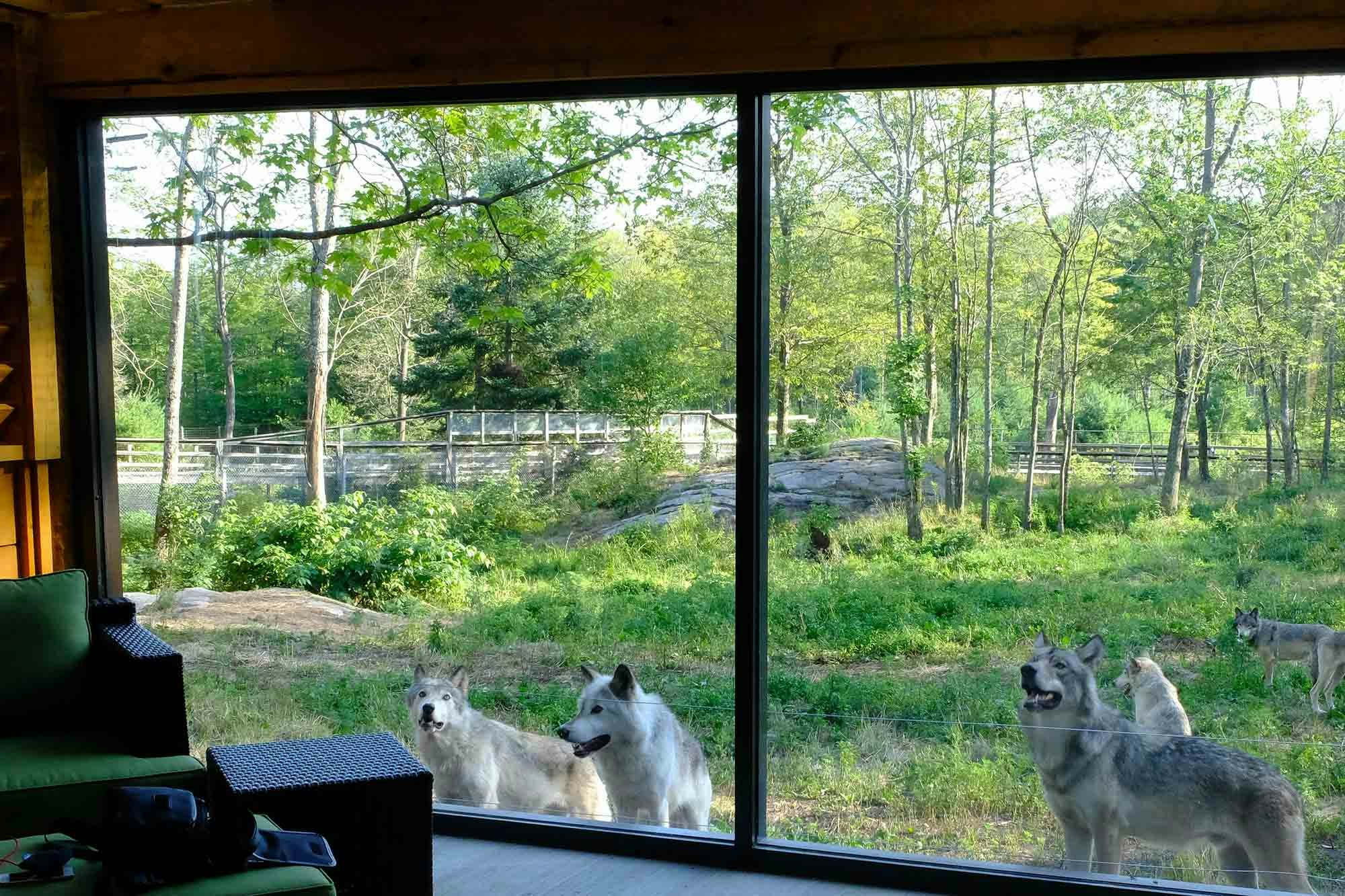 Wolves gather outside the cabin at Parc Omega